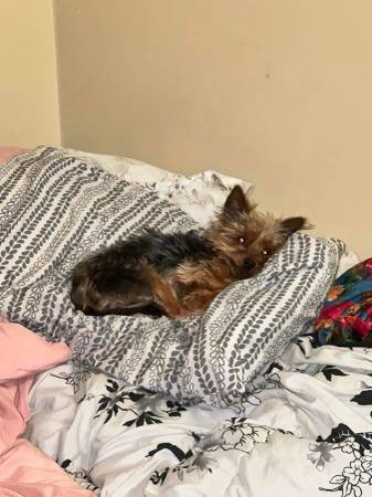 Male Yorkie63416265496705121