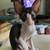 Cornish Rex Kittens 3 thumbnail