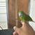 Canary wing 2 thumbnail