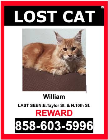 LOST PET - ORANGE / MAINE COON / MALE - $$ Reward $$** (san jose south)64141779143427120