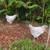 Lavender Pullets 5 thumbnail