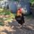 Found Chicken 1 thumbnail