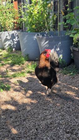 Found Chicken 1