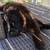 Cute cat in need of home 3 thumbnail