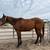 TB Gelding 2 thumbnail
