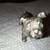 BULLDOG PEWTER ENGLISH BRITISH VICTORIAN FIGURINE 2 thumbnail