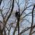 Tree trimming / And removal 20 thumbnail