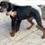 perfect 6 year old fixed boy Doberman dog 3 thumbnail