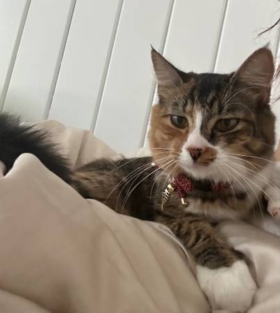 Calico Tabby en busca de hogar para siempre! (berkeley)63850567032833122