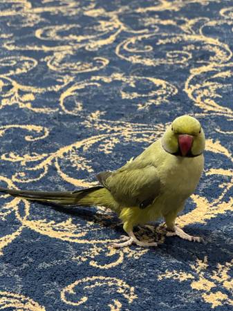 Parrot cage n parrot too $800 1