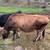 Jersey Cow 3 thumbnail