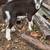 2 month old dairy buckling goat 2 thumbnail