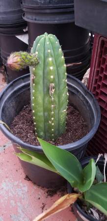 Cactus Plants 1