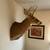 6 POINT WHITETAIL MOUNT 3 thumbnail