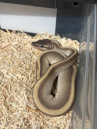 Pitón real Butter Genetic Stripe (Chesapeake)63882942699521122