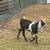 Nubian buckling 6 thumbnail