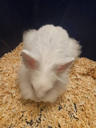 Snow white lionhead bunny (Henderson)63860184280835122