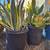 Tons of Plants Starting at $5 to $20!! 11 thumbnail
