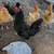 Chickens for sale 2 thumbnail