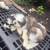 Shih tzu 2 thumbnail
