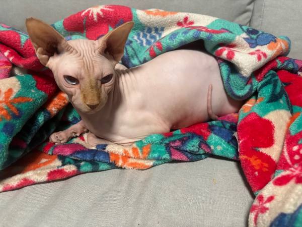 2 Sphinx Cats (sisters) 1