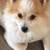 POMERANIAN DOG FOR ADOPTION 6 thumbnail