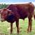 Longhorn calf 4 thumbnail