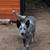Blue heeler female 3 thumbnail