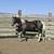 2 yo Paint Colt / Horse 1 thumbnail