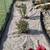 Landscaping services (next level quality) - Many other services also 13 thumbnail