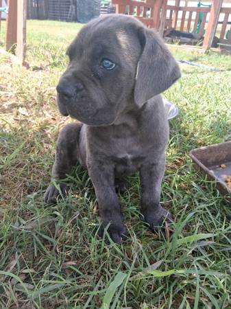 Rehoming pup 1
