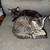 Rehoming 2 Cats 2 thumbnail
