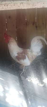 Un gallo 1