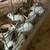 I have 7 pure New Zealand bunnies 1 thumbnail