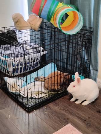 Sweet white male rabbit 1