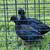 Ducks - Black East Indie 1 thumbnail