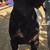 Boer male goat 10 thumbnail