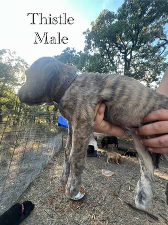 rehoming cane corso mix (Whitt)64018674931586122