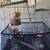 Bird cage 4 thumbnail