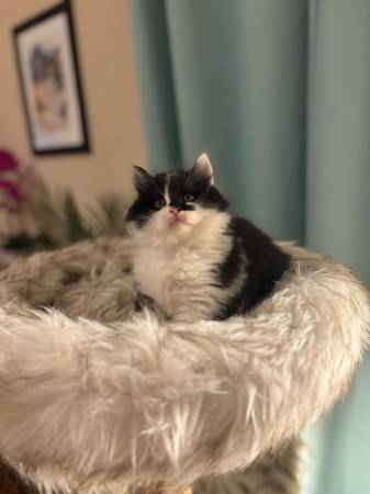 Hypoallergenic Siberian kittens (Austin)63975349544322123