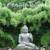 1/2off WHOLESALE BAMBOO PLANTS 15' INSTANT PRIVACY FENCE WINDBREAK ZEN 22 thumbnail