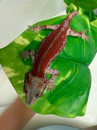 Gargoyle Gecko (Ceres)63469791910657121