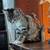 Rehoming kitten 1 thumbnail