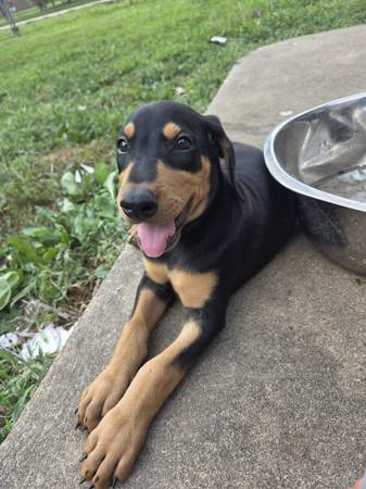 Doberman pup (Peculiar)63791685893889122