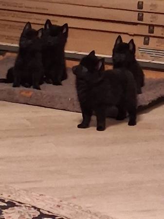 Schipperke Pups looking for a forever home! (Abbeville)63483818272257123