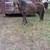 Sweet beautiful pony mare 1 thumbnail