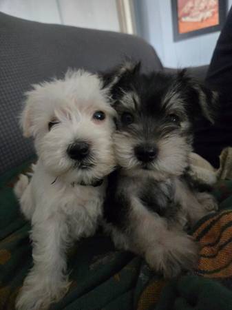 Mini schnauzer (Hernando)63764100507137120
