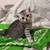 Scottish straight kittens 3 thumbnail