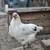Chickens 4 thumbnail