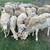 sheep, lamb, and goats 3 thumbnail